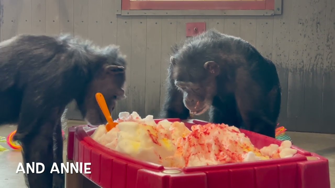 Winter Activities at Chimpanzee Sanctuary Northwest