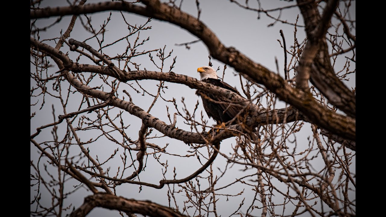 Deer, Raccoons, Bald Eagles.. all from a country drive