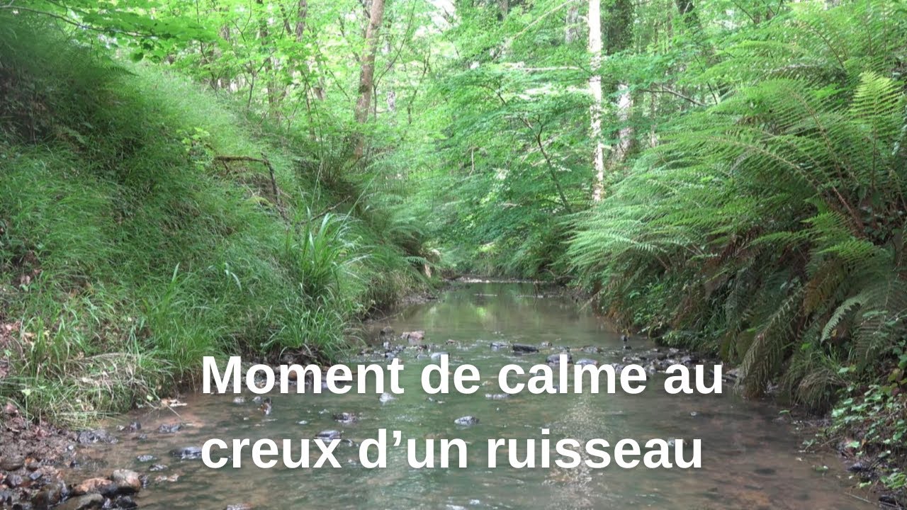 Moment de calme dans le lit d'un ruisseau