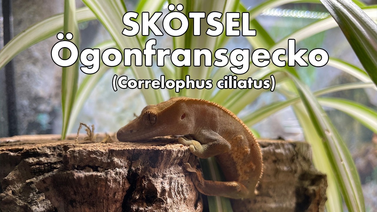 Skötsel: Ögonfransgecko (Correlophus ciliatus)