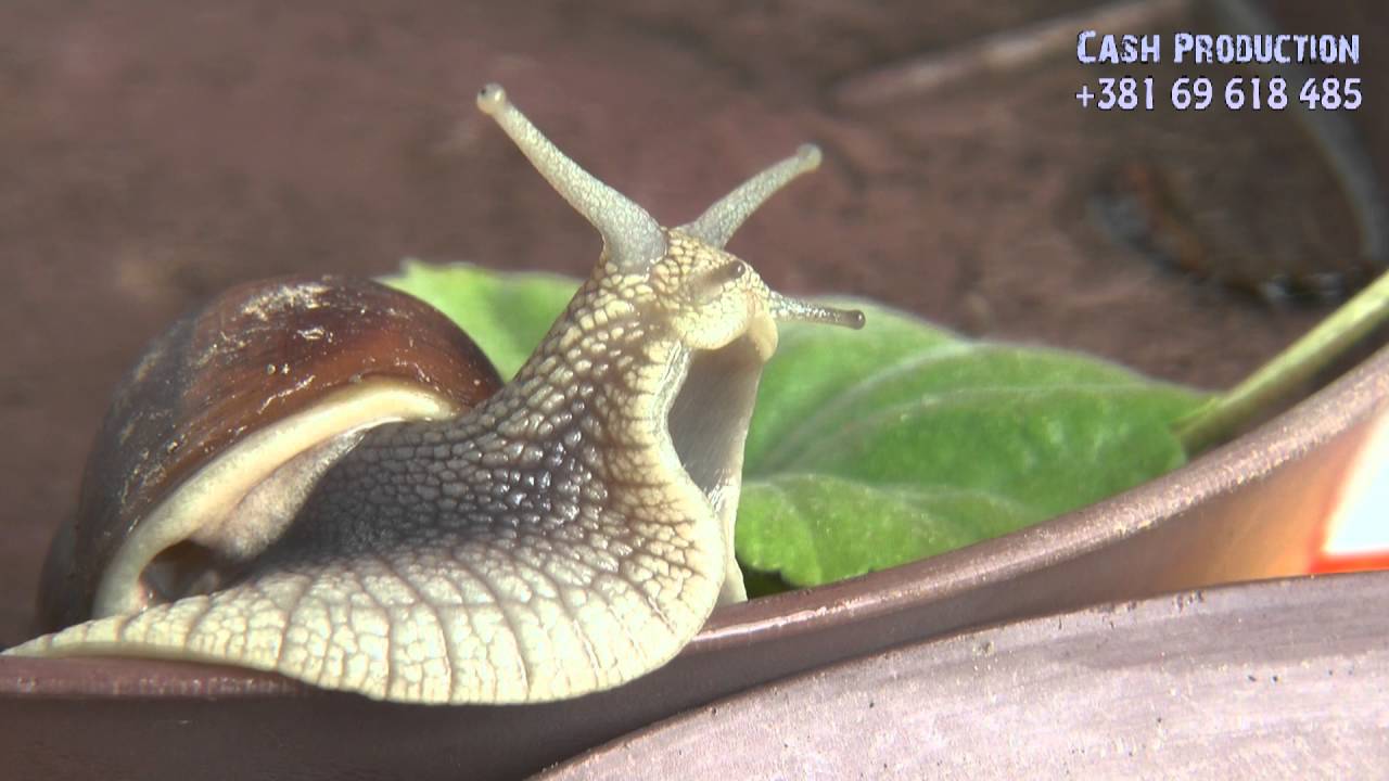 Cash Production: Macro Snail - Puž (KRUPNO 1080p Full HD) EXTRA!