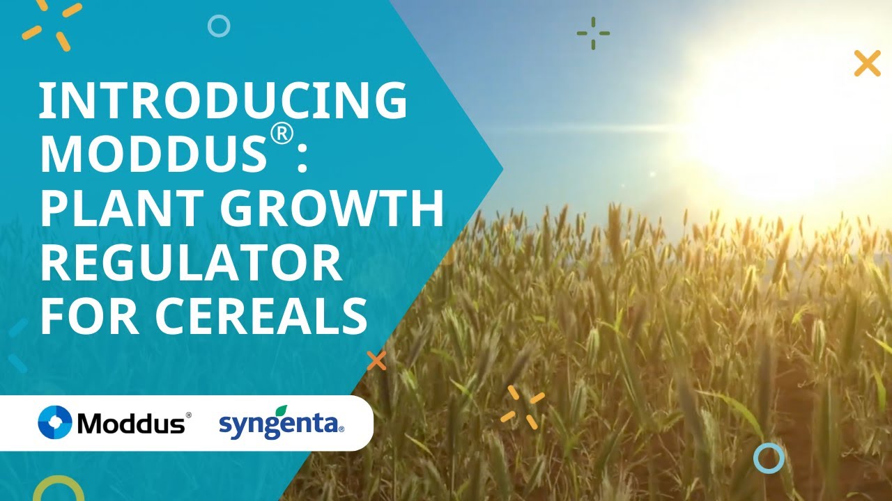 Introducing Moddus®: Plant growth regulator for cereals