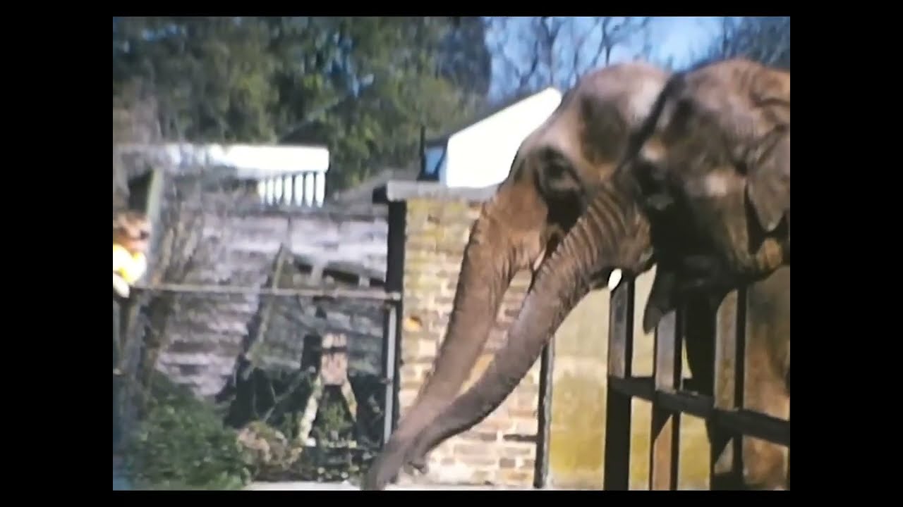 CHESSINGTON ZOO (8mm, 1967)