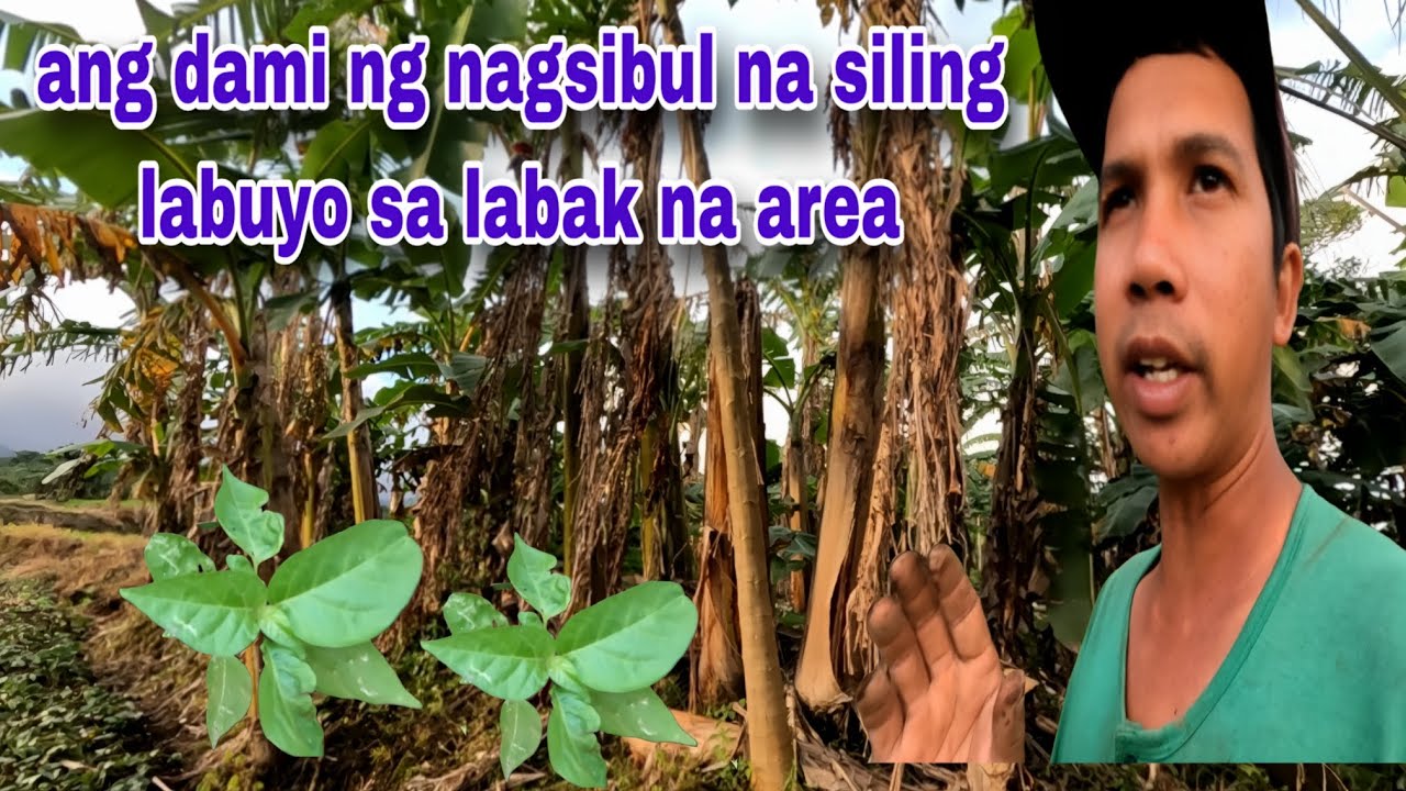 Ang dami na spot na binhe ng sili labuyo