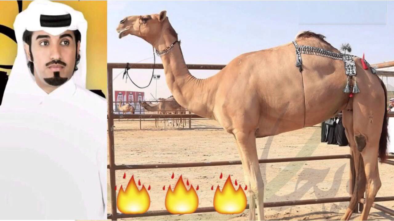 مياسة توصي وانا مرسولها - محمد آل نجم