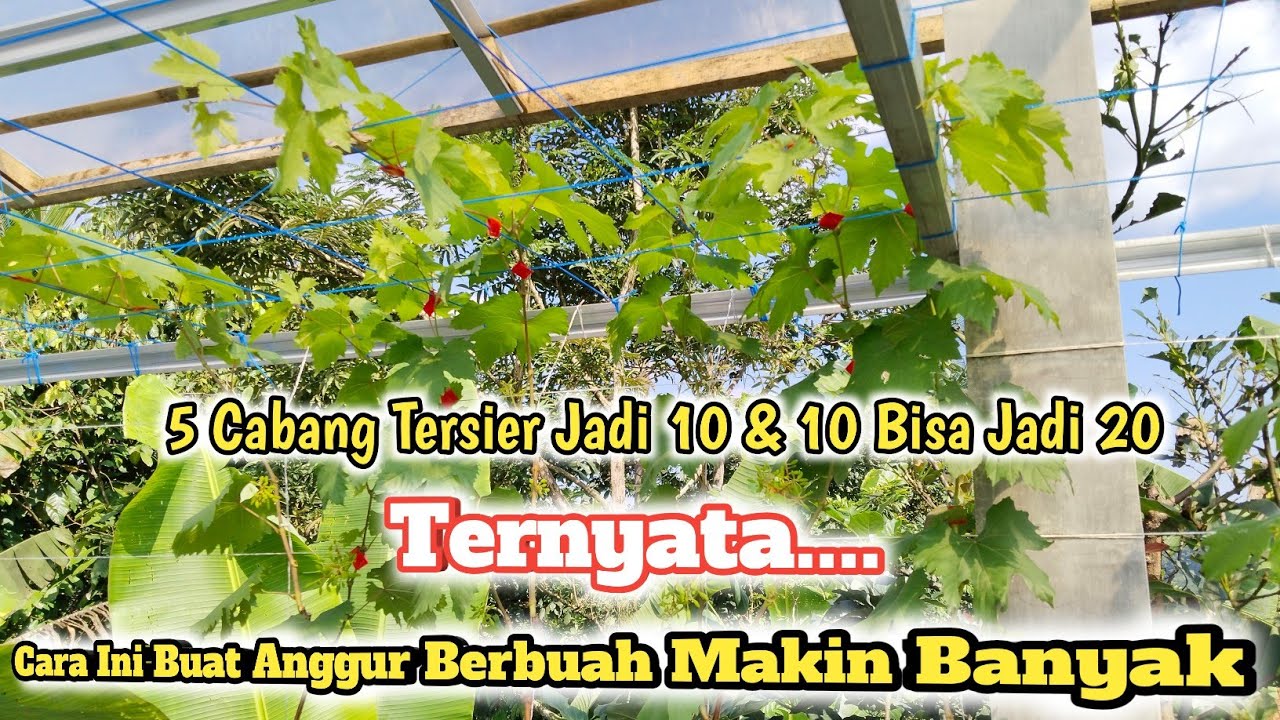 Setelah Anggur Berbuah Cabang Dilanjut Saja... Tersier Malah Makin Banyak !!!