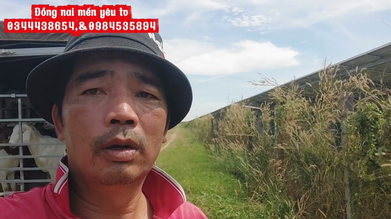Tham quan trại dê 700 mẫu tại tân biên, tây ninh 