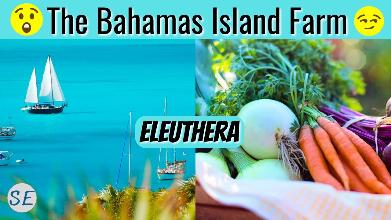 ЛУЧШИЕ ПРОДУКТЫ на Багамах — это ферма ISLAND FARM в Эльютере [и булочки с корицей тоже!!]