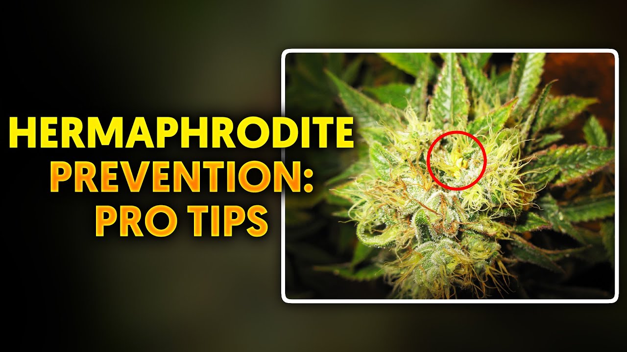 Cannabis Hermaphrodites: Say Goodbye to Hermies for Good