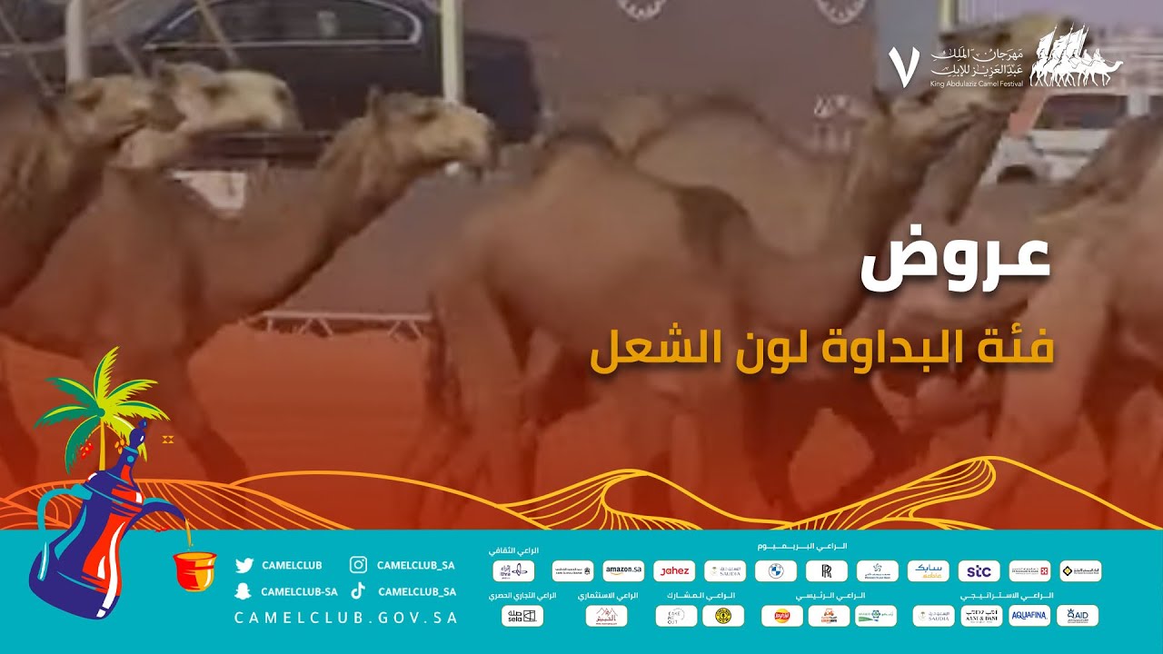 🎥 | عروض فئة البداوة لون الشعل 🐪 ضمن منافسات #مهرجان_الملك_عبدالعزيز_للإبل7  #همة_طويق
