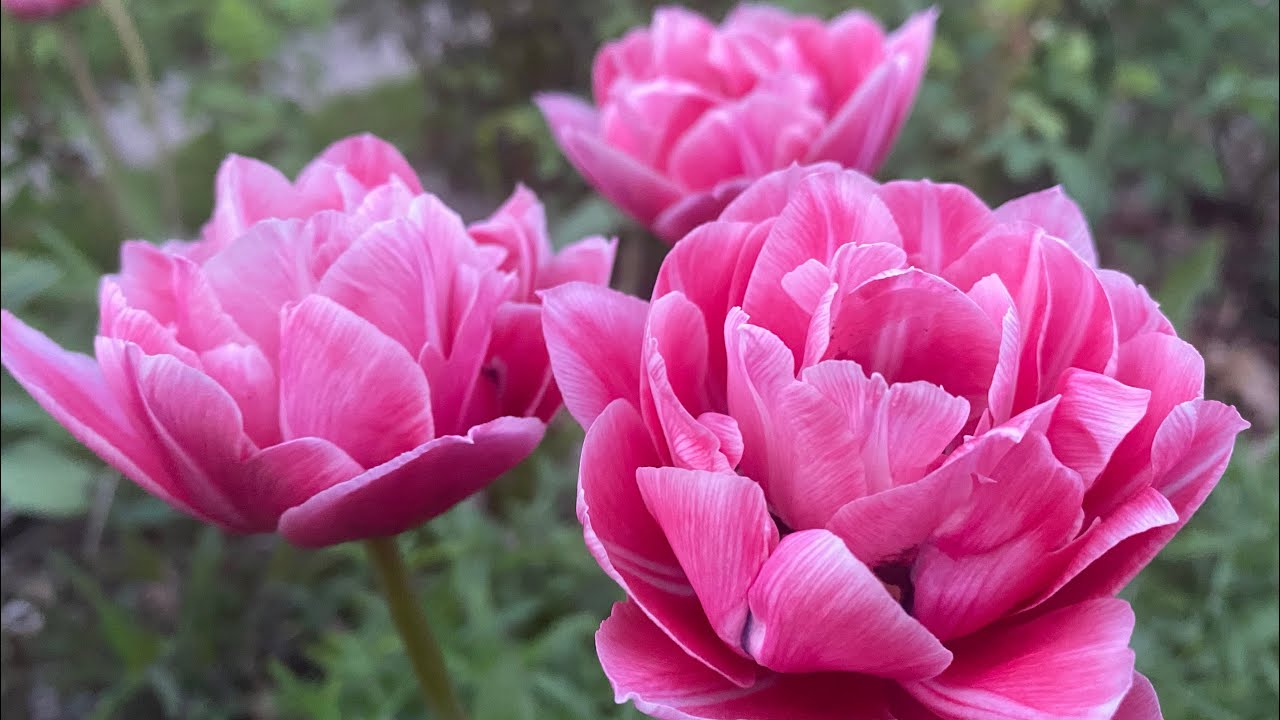 Garden Tour April '21