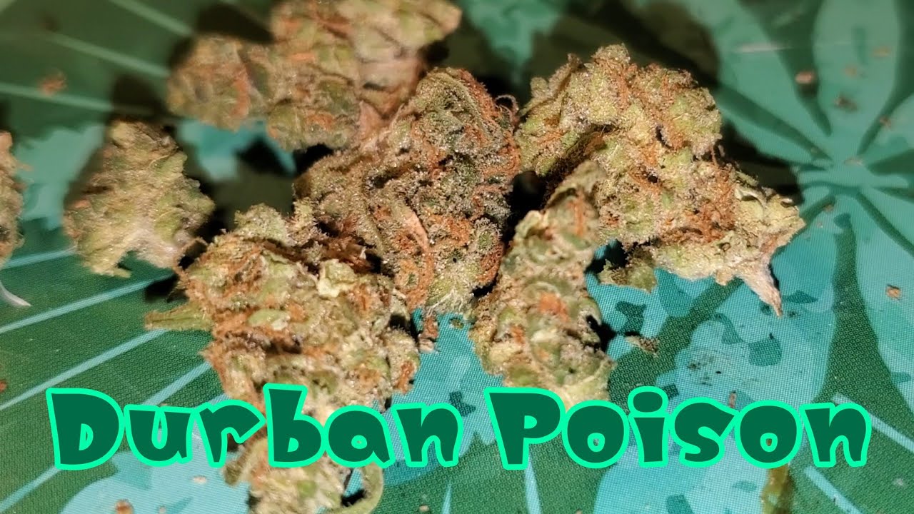 Durban Poison Flower 🌼 by Grassroots MD Medical Cannabis Reviews