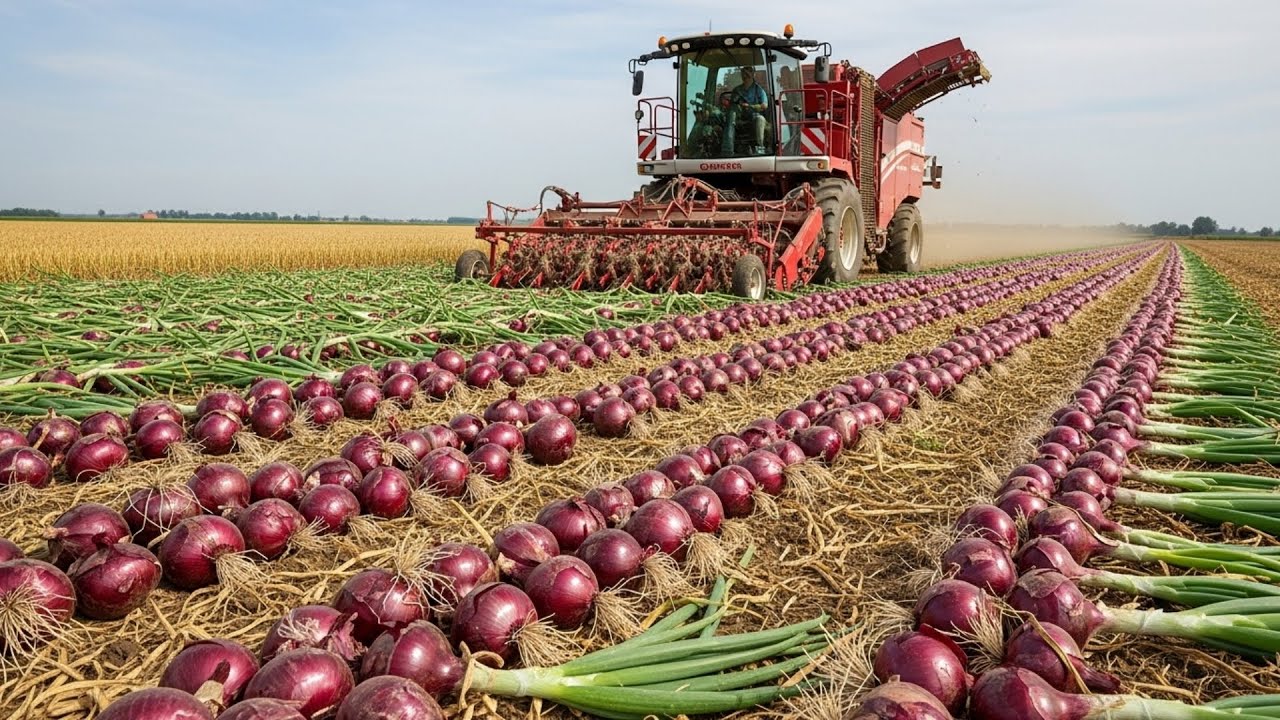America’s Onion Industry | 6.9B Pounds Harvested by Machines Every Year