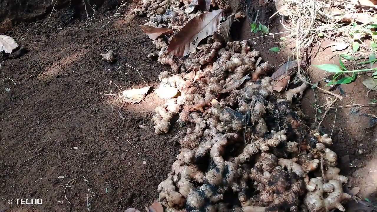 dahil tambak ang luya ,,imbakin  Muna natin para di masira 