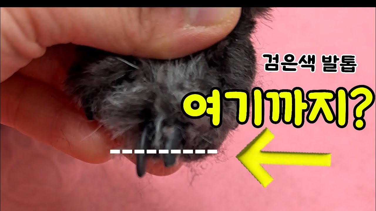 강아지 검은 발톱, 여기까지 자르는 게 맞을까? (Most People Cut Black Dog Nails Wrong)