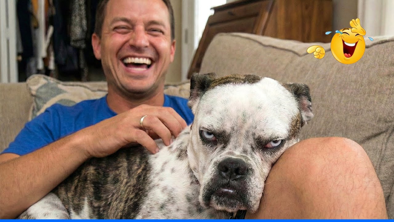 Try Not To Laugh Funny Cats and Dogs Videos 🤣🐶 The Funniest Cat & Dog Moments Compilation 🐾