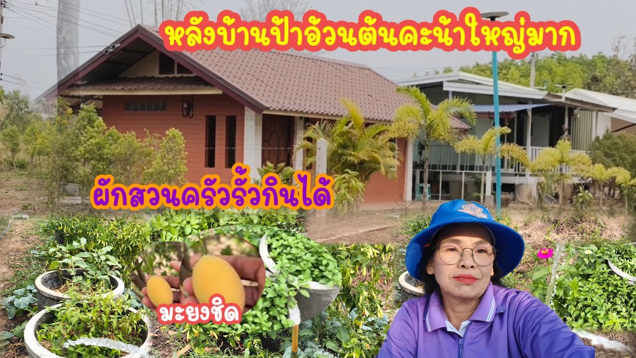 ผักสวนครัวหลังบ้านป้าอ้วน