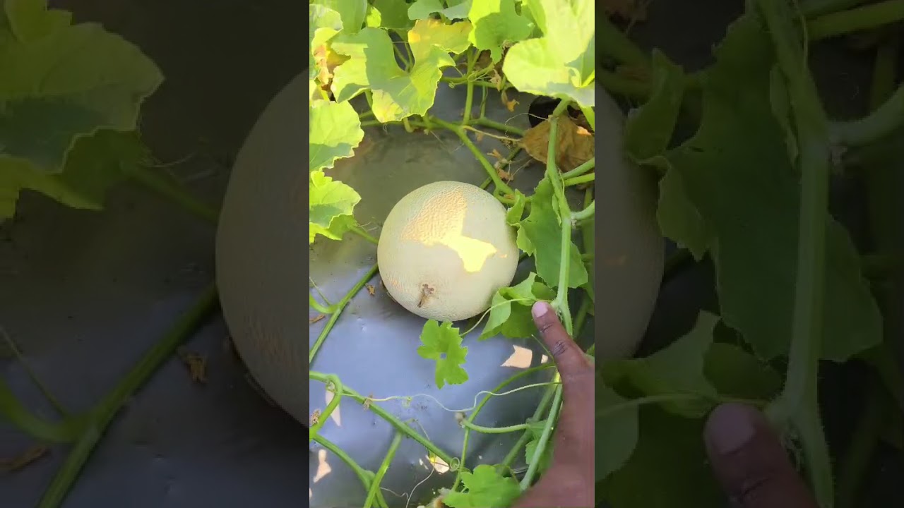 Muskmelon kharbuja