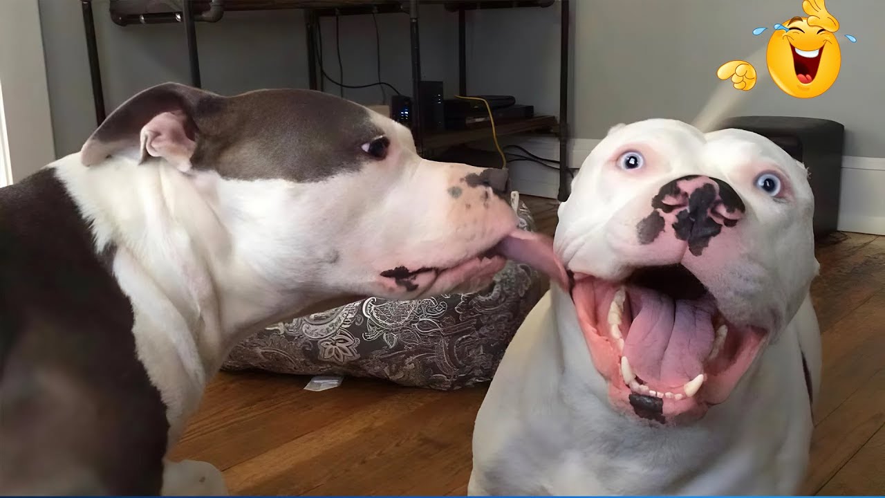 When God Sends You Funny Dogs And Cats 😹🐶 Funniest Pets Compilation That Will Make You Laugh Until