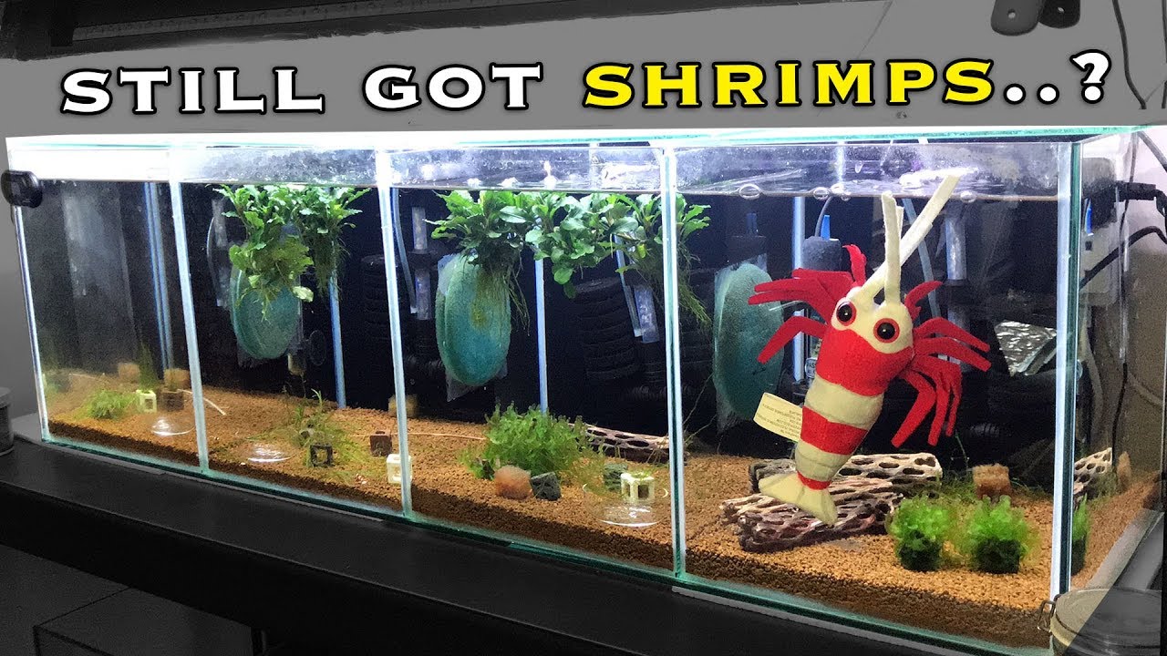 Shrimp UPDATE - The Future is Bright