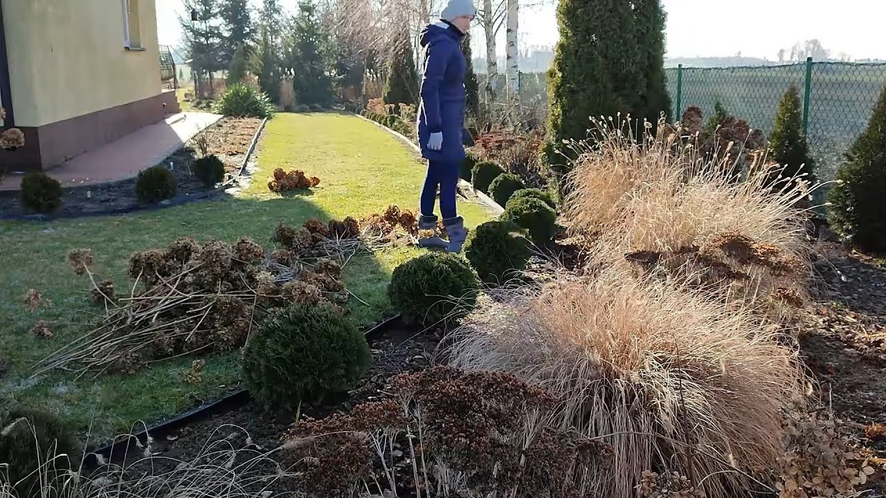 Cięcie hortensji bukietowych 2024✂️🧤Pierwsze porządki w ogrodzie 🧑‍🌾