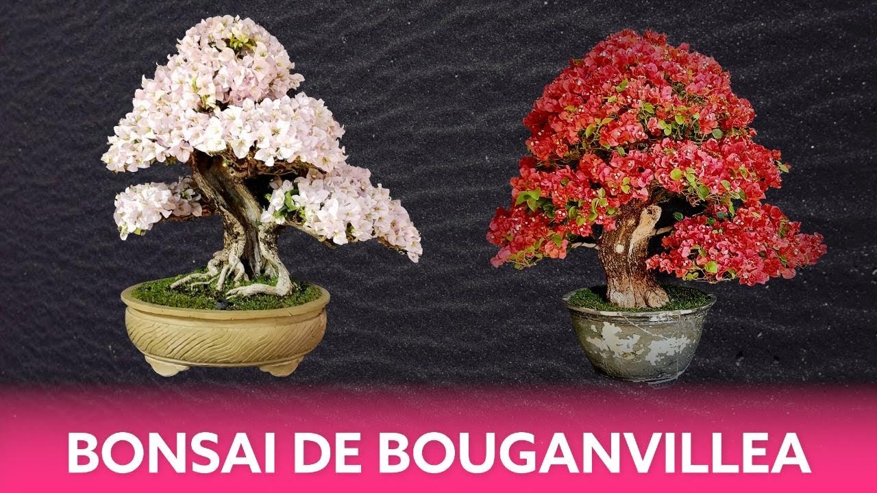 Bonsai de Bougainville Primavera - Como  Começar ?