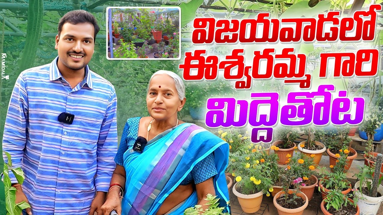 ఏడు పదుల వయస్సులో కూడా ఇన్ని మొక్కలు పెంచుతున్నారు Eshwaramma Terrace Garden