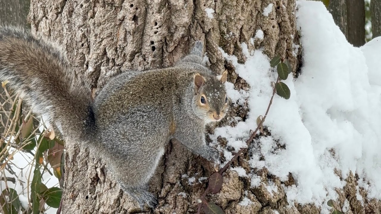 Белочки в снегу 🐿️