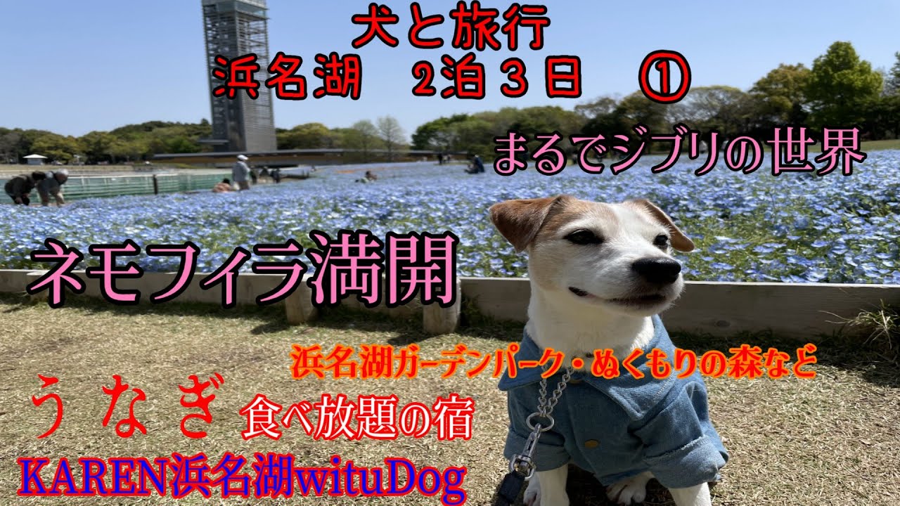 「犬と旅行」浜名湖ガーデンパークネモフィラ ぬくもりの森まるでジブリの世界 観光ジャックラッセルテリア東名高速SAドックラン