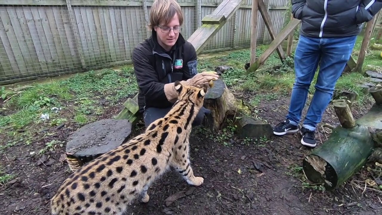 Serval, Meerkat & Lemur Experience at Hoo Farm