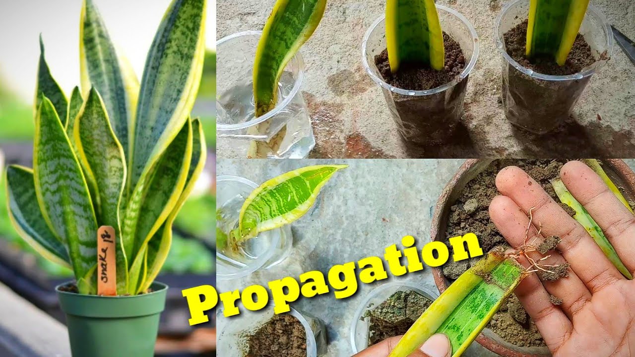 How to Propagate Snake Plant by single leaf cuttings Part - 1