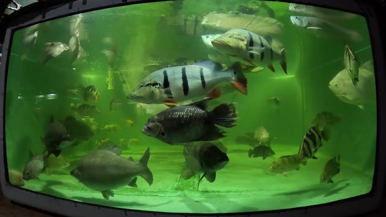 Four herring entrées for predatory, opportunistic, & adapted piscivores in Lungegrabsuck 4500 gal