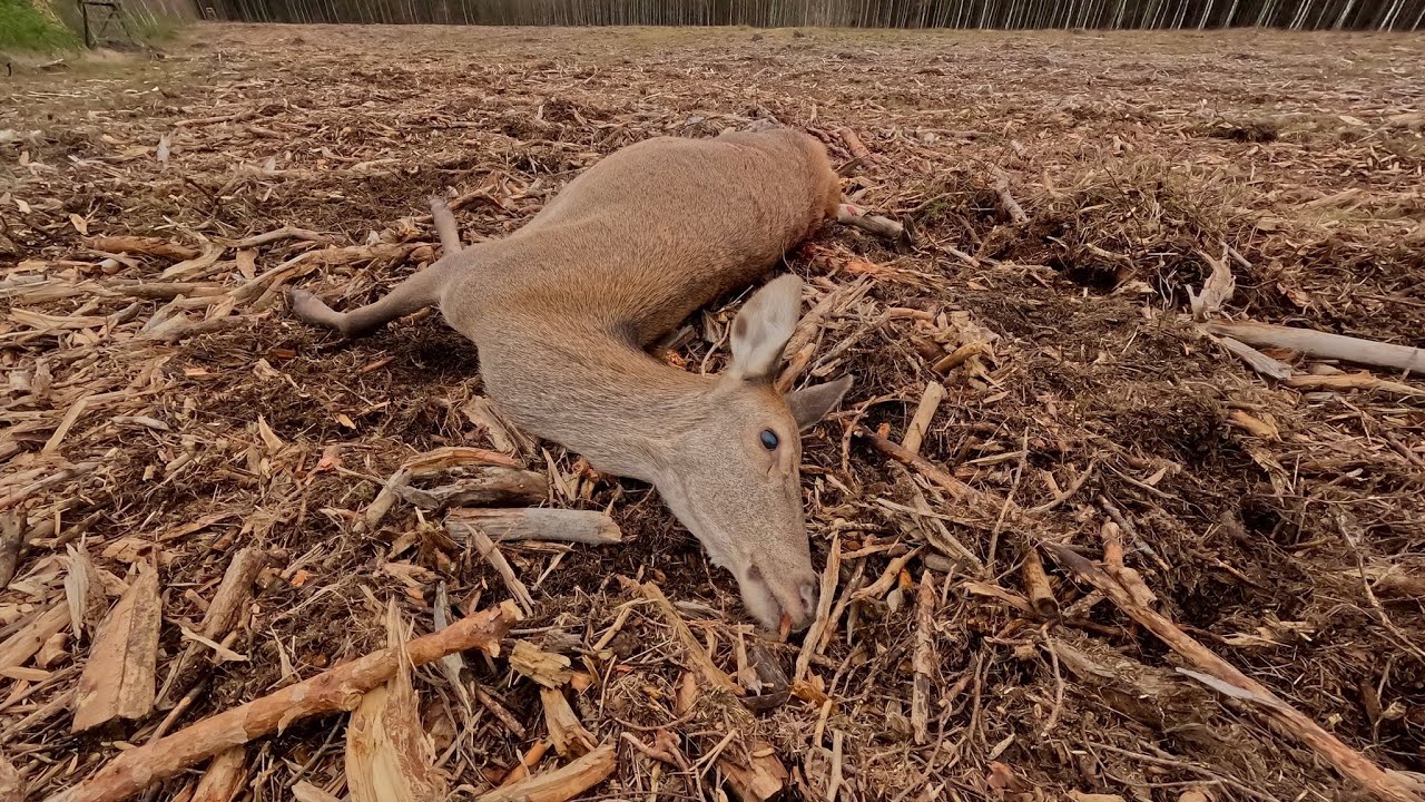 chasse pologne 2025 cerf biches sangliers (4k)