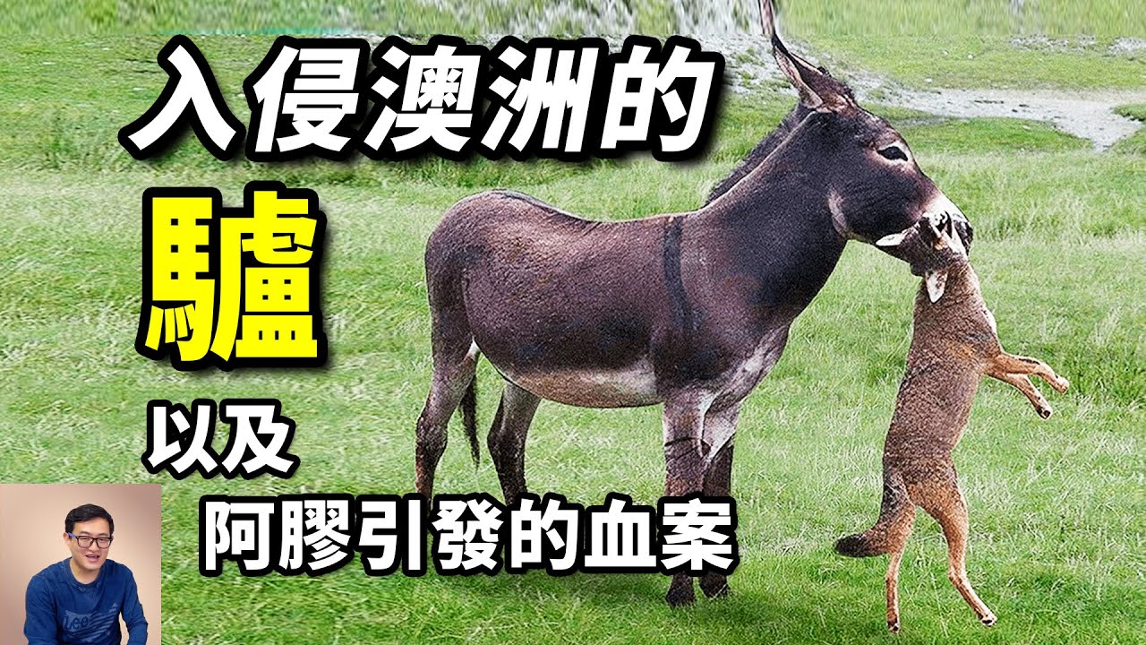 五百萬頭驢入侵澳洲，下場卻各不相同！用驢皮做阿膠，問題出在哪？【老肉雜談】#動物 #寵物 #驢 #donkey