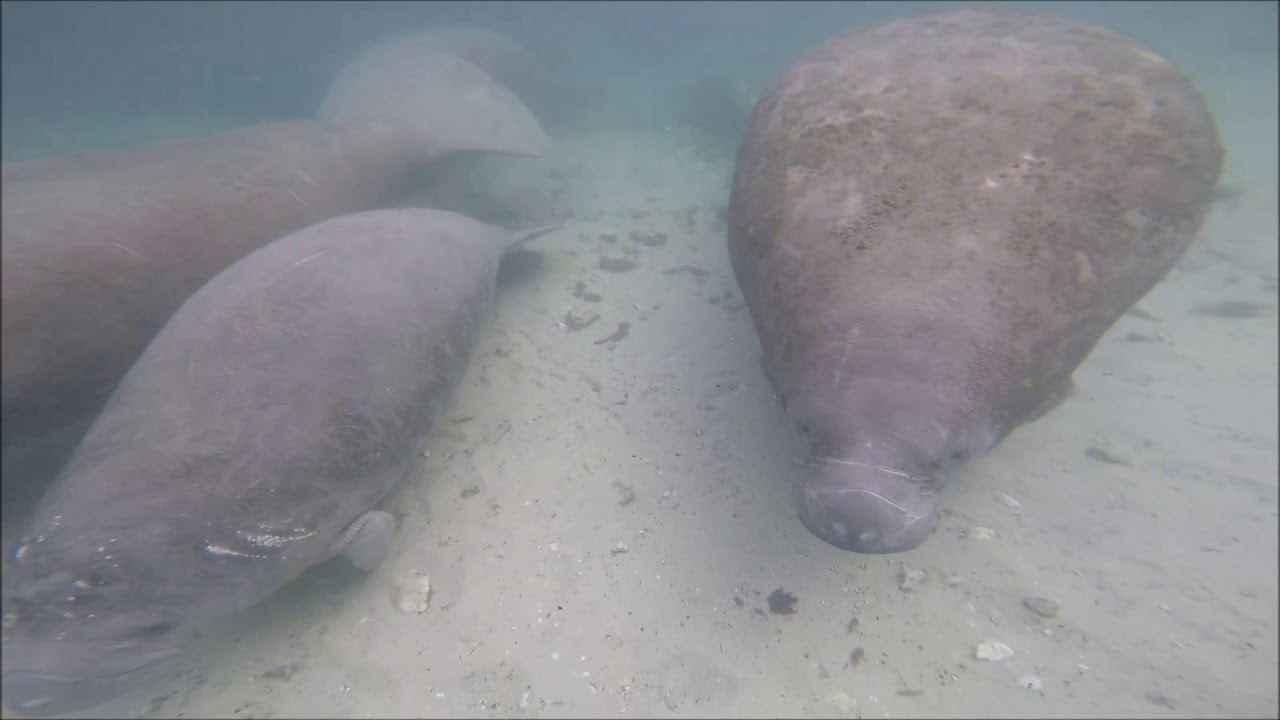 Manatee squeaks