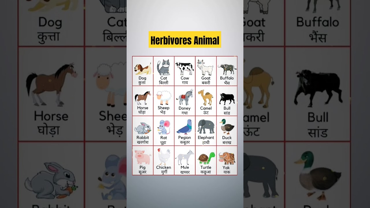 Herbivorous Animal Name in Hindi and English 🐮 #shorts