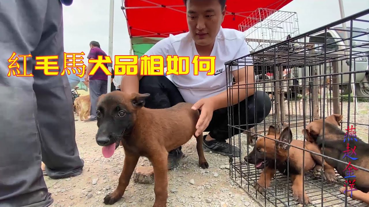为啥很多主人爱养马犬，看完这么小的马犬品相，我也心动了