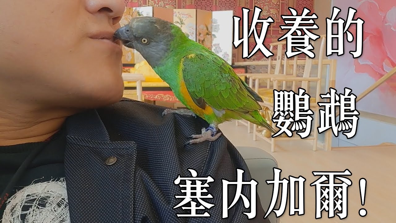 收养了一只非常乖巧的鹦鹉塞内加尔，让我挑不出问题来！讲讲我的亲身体会，养鸟这么多年，遇见了一只让我挑不出毛病的鹦鹉！