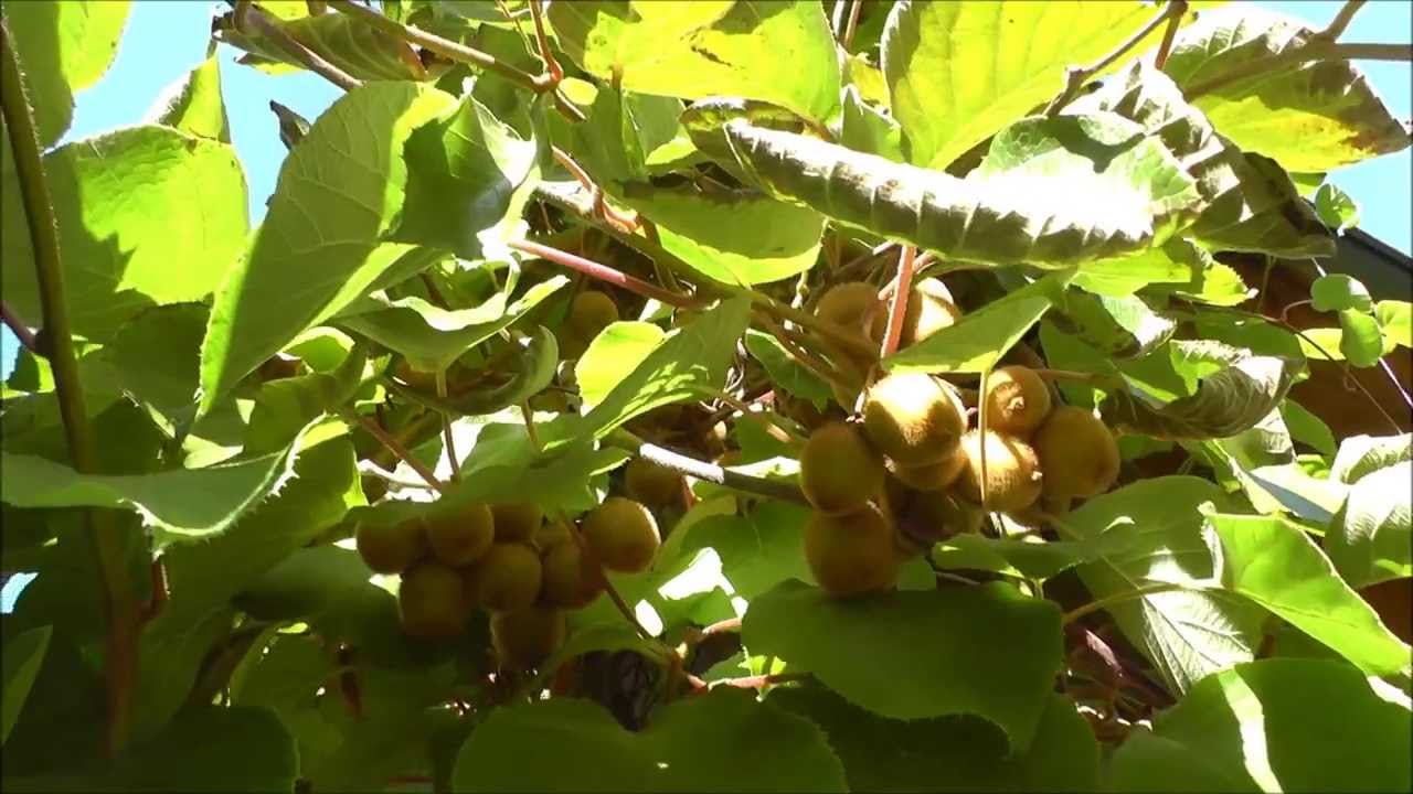 Kiwis im Garten