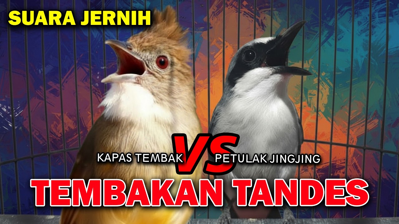 TEMBAKAN TANDES MASTERAN KASARAN PETULAK JINGJING VS KAPAS TEMBAK