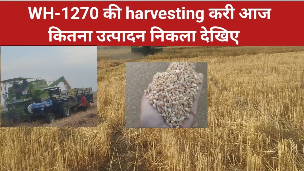 WH-1270 गेहूं का क्या उत्पादन रहा इस बार 2025 में #farming #wheat#agriculturefarming #wh-1270#dbw222