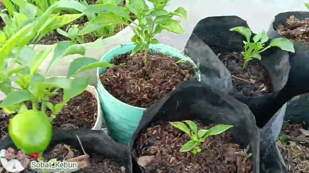 Berkebun bersama Sobat Kebun