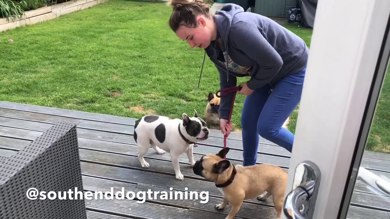 CRAZY FRENCHIES SESSION 1.