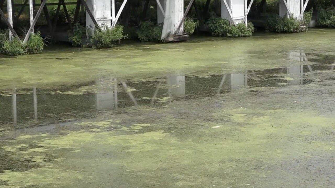 Tests reveal what the green slime is in Lake Taneycomo