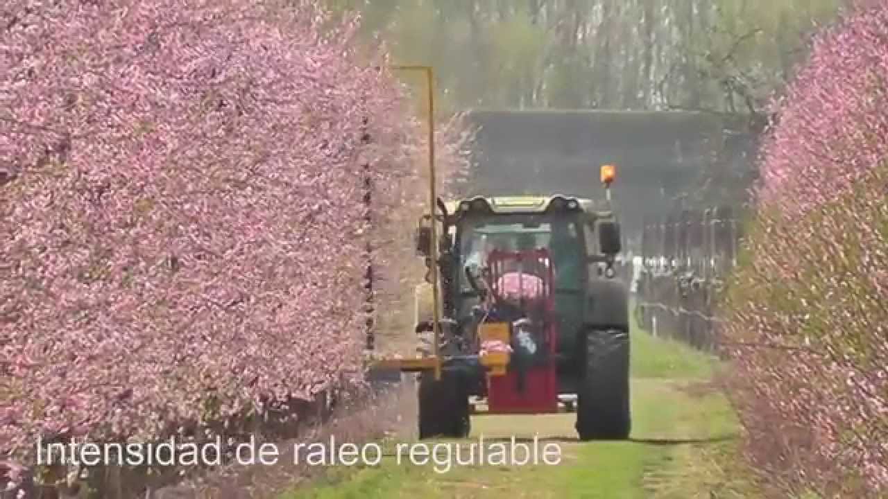 Raleadora Mecánica de Flores - Model DARWIN , hecho en Alemania de Fruit Tec