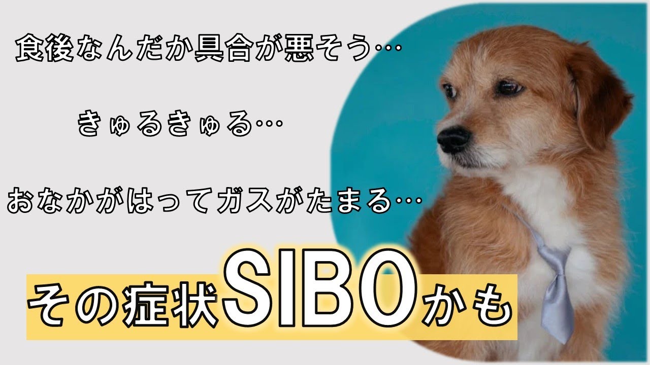 【下痢・栄養療法・犬】愛犬のおなかはってない？消化器問題の引き金「SIBO」とは