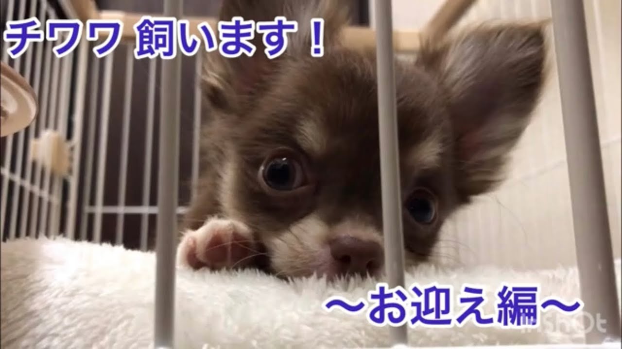 チワワ 飼います！〜お迎え編〜