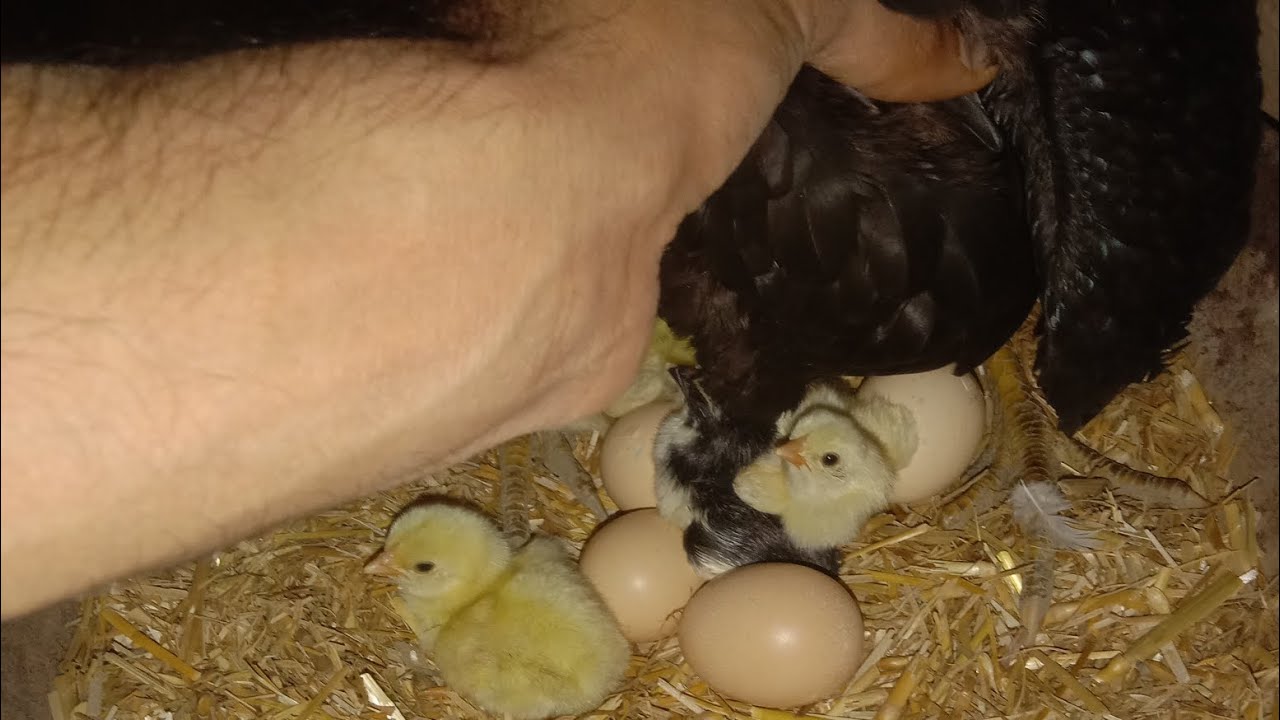 ماشاء اللّٰہ مشکی پٹھی کے بچے نکل آئے ۔چوزوں کی پہلی فلیشنگ کیسے کرتے ہیں ۔