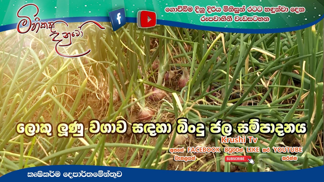 Mihikatha Dinuwo TV Program | ලොකු ලුණූ වගාව සදහා බිංදු ජල සම්පාදනය | 2021-10-01 | Krushi Tv