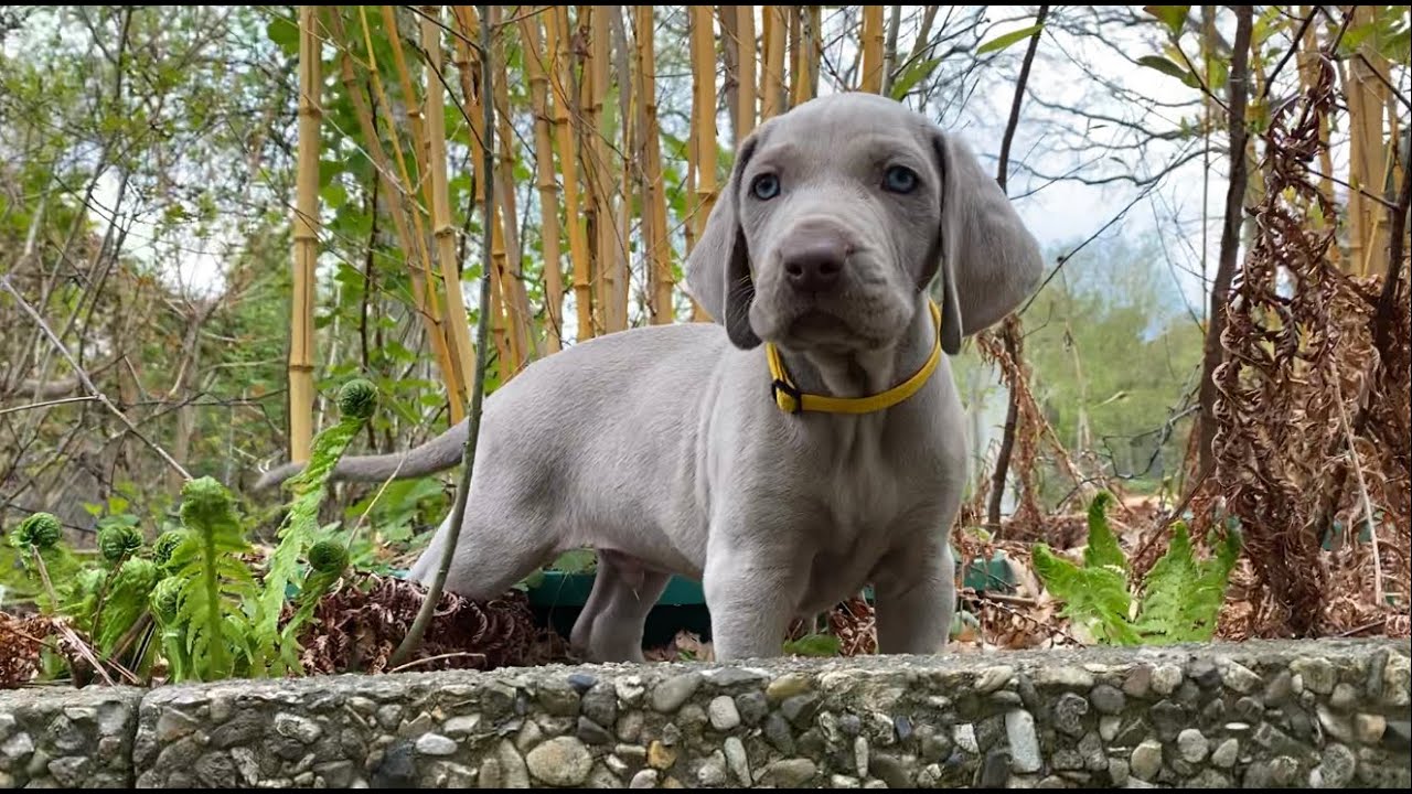 Die Weimaraner Welpen - Woche 7 im Welpenpark